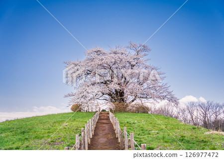 "Iwate Prefecture" A single cherry tree in full bloom in Hachimantai City 126977472