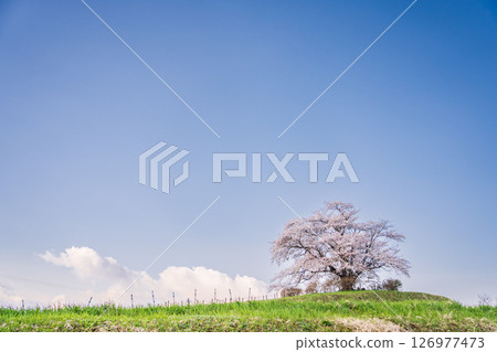 "Iwate Prefecture" A single cherry tree in full bloom in Hachimantai City "Iwate Prefecture" A single cherry tree in full bloom in Hachimantai City 126977473