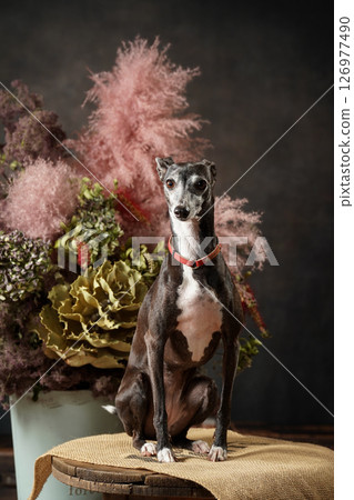 Italian Greyhound studio portrait Italian Greyhound studio portrait 126977490
