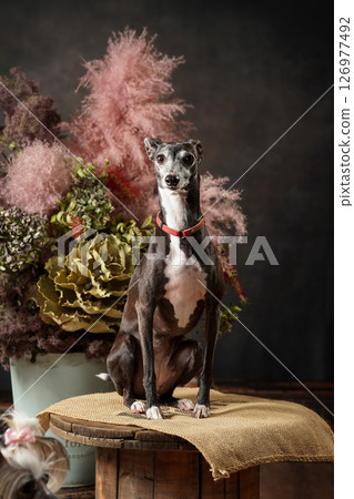 義大利靈緹犬工作室肖像 義大利靈緹犬工作室肖像 126977492