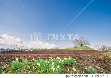 岩手縣八幡平市的一棵櫻花樹盛開 岩手縣八幡平市的一棵櫻花樹盛開 126977493