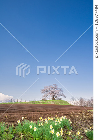 "Iwate Prefecture" A single cherry tree in full bloom in Hachimantai City "Iwate Prefecture" A single cherry tree in full bloom in Hachimantai City 126977494