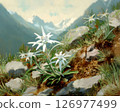 Edelweiss blooming in the Alps, Edelweiss sieboldii 126977499