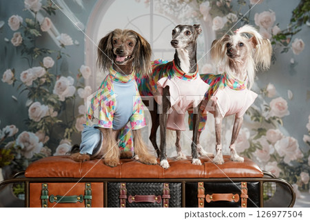 義大利靈緹犬與中國冠毛犬肖像 126977504