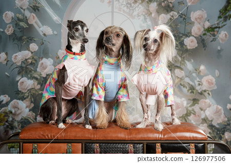 義大利靈緹犬與中國冠毛犬肖像 126977506