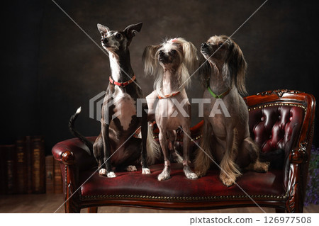 義大利靈緹犬與中國冠毛犬肖像 126977508