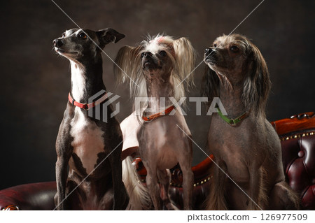 Italian Greyhound and Chinese Crested Dog portrait Italian Greyhound and Chinese Crested Dog portrait 126977509
