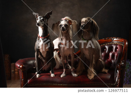 義大利靈緹犬與中國冠毛犬肖像 126977511