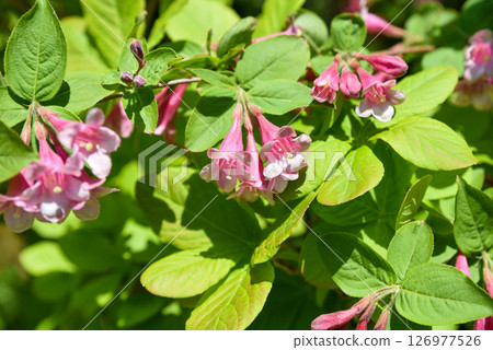 Pink blossoms of Weigela florida in close detail, showing soft petals and natural patterns of this spring-flowering shrub, ideal for floral compositions. Pink blossoms of Weigela florida in close detail, showing soft petals and natural patterns of this spring-flowering shrub, ideal for floral compositions. 126977526