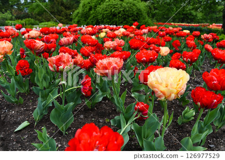 Gudoshnik Double tulips blooming in red and orange tones with green horizon in the background on a sunny spring day. 126977529