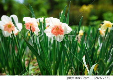Close-up of blooming Narcissus Vanilla Peach flowers in a spring garden. White petals with peachy centers create a fresh and vibrant floral background 126977530