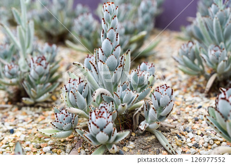 Closeup of Kalanchoe tomentosa succulent, also known as panda plant, growing in sandy soil. Soft fuzzy leaves with brown edges. 126977552