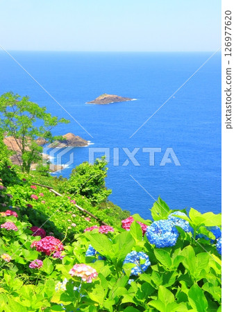 Hydrangea Garden and the Pacific Ocean (Togenkyo Cape, Kadokawa Town, Miyazaki Prefecture, vertical composition) 126977620