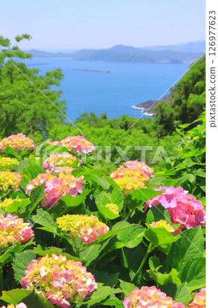 Hydrangea Garden and the Pacific Ocean (Togenkyo Cape, Kadokawa Town, Miyazaki Prefecture, vertical composition) 126977623