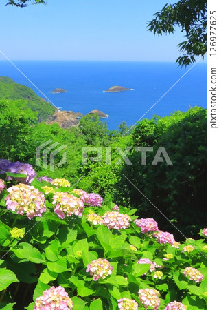 Hydrangea Garden and the Pacific Ocean (Togenkyo Cape, Kadokawa Town, Miyazaki Prefecture, vertical composition) 126977625