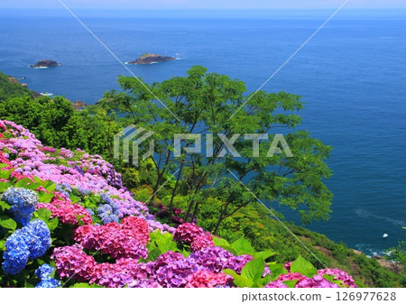 Hydrangea Garden and the Pacific Ocean (Cape Togenkyo, Kadogawa Town, Miyazaki Prefecture) 126977628