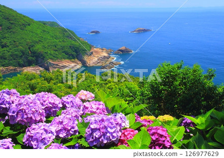 Hydrangea Garden and the Pacific Ocean (Cape Togenkyo, Kadogawa Town, Miyazaki Prefecture) 126977629