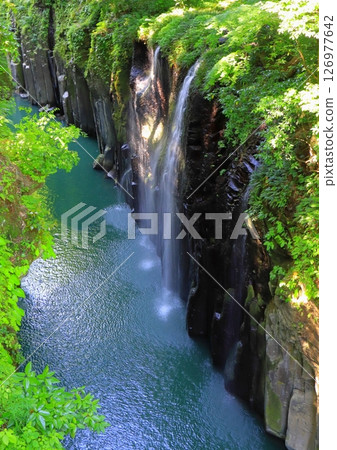 綠葉飄香的真名井瀑布(宮崎縣高千穗町,縱向構圖) 綠葉飄香的真名井瀑布(宮崎縣高千穗町,縱向構圖) 126977642
