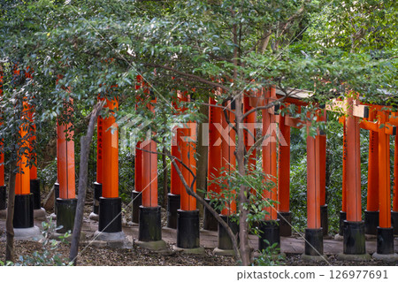 京都伏見稻荷神社三辻周圍的千鳥居 126977691