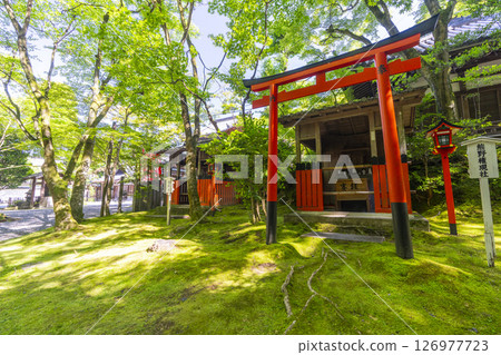 京都、熊野觀音寺、熊野權現社、稻荷社、新綠季節 京都、熊野觀音寺、熊野權現社、稻荷社、新綠季節 126977723