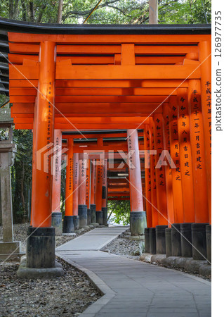Kyoto Fushimi Inari Shrine Thousand Torii gates around Mitsutsuji 126977735