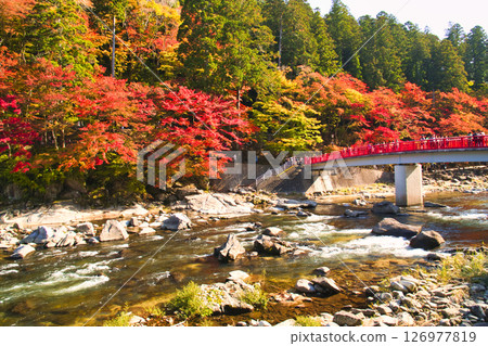 Beautiful autumn leaves along the Yodogawa 126977819