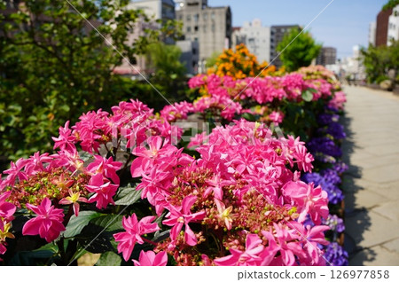 Hydrangea Festival 126977858