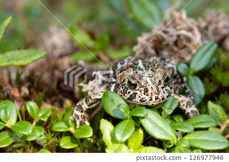 Canadian toad is on the yellow moss among branches in the woodland in fall. 126977946