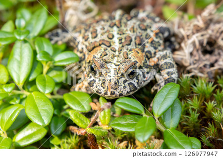 Canadian toad is on the yellow moss among branches in the woodland in fall. 126977947