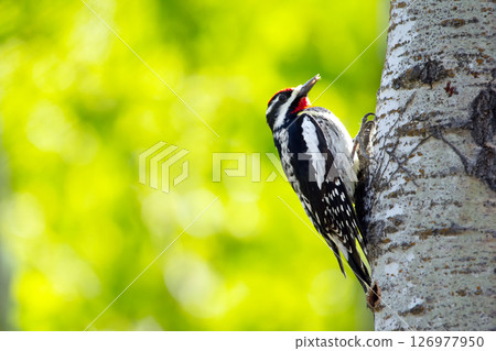 Woodpecker Yellow-bellied sapsucker is on the poplar tree trunk. 126977950