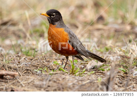 American Robin Foraging on the ground in early spring. American Robin Foraging on the ground in early spring. 126977955