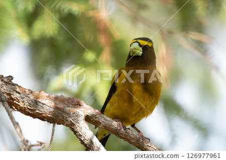 Male Evening Grosbeak on a spruce tree branch. 126977961