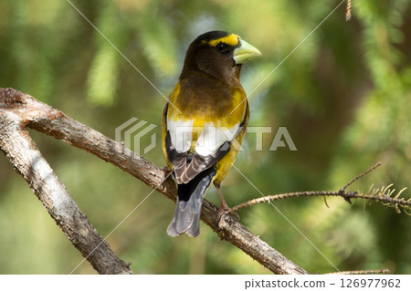 Male Evening Grosbeak on a spruce tree branch. Male Evening Grosbeak on a spruce tree branch. 126977962
