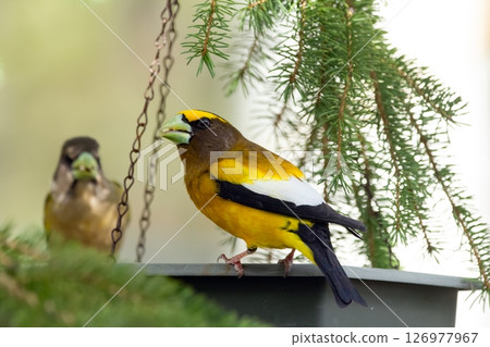 Male and female Evening Grosbeak on a spruce tree branch. Male and female Evening Grosbeak on a spruce tree branch. 126977967