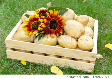 Yellow potatoes and red sunflowers in a wooden crate on the lawn. 126977974