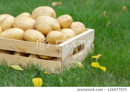 Yukon gold yellow potatoes in wooden crate on the grass. 126977975