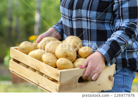 Wooden box with Yukon gold potatoes in woman's arms. 126977976