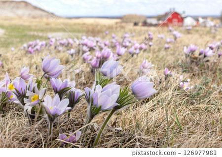 Purple Pulsatilla patens flowers grow in the field in spring. Purple Pulsatilla patens flowers grow in the field in spring. 126977981