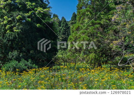 兵庫縣丹波市市島町靜靜綻放的黃花九輪草 兵庫縣丹波市市島町靜靜綻放的黃花九輪草 126978021