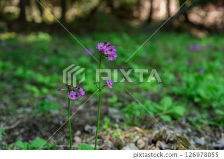 The quietly growing Kurinsou blooming in Ichijimacho, Tanba City, Hyogo Prefecture The quietly growing Kurinsou blooming in Ichijimacho, Tanba City, Hyogo Prefecture 126978055