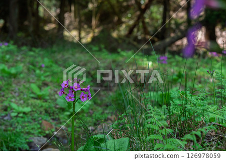 The quietly growing Kurinsou blooming in Ichijimacho, Tanba City, Hyogo Prefecture 126978059