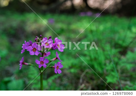 The quietly growing Kurinsou blooming in Ichijimacho, Tanba City, Hyogo Prefecture The quietly growing Kurinsou blooming in Ichijimacho, Tanba City, Hyogo Prefecture 126978060