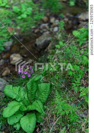 The quietly growing Kurinsou blooming in Ichijimacho, Tanba City, Hyogo Prefecture 126978065