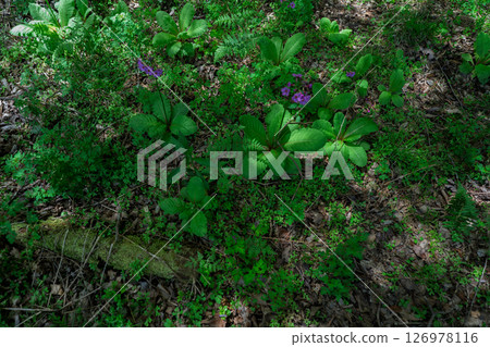 The quietly growing Kurinsou blooming in Ichijimacho, Tanba City, Hyogo Prefecture The quietly growing Kurinsou blooming in Ichijimacho, Tanba City, Hyogo Prefecture 126978116