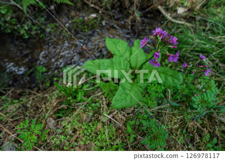 The quietly growing Kurinsou blooming in Ichijimacho, Tanba City, Hyogo Prefecture The quietly growing Kurinsou blooming in Ichijimacho, Tanba City, Hyogo Prefecture 126978117
