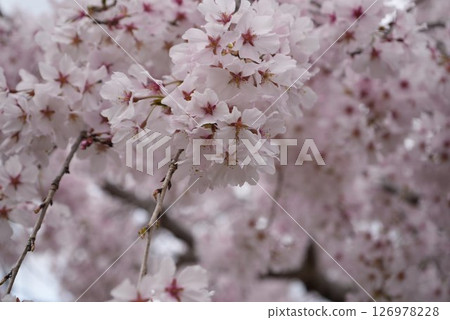 Cherry blossom Cherry blossom 126978228