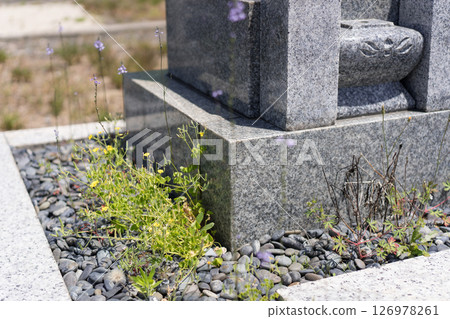 Grave weed Grave weed 126978261