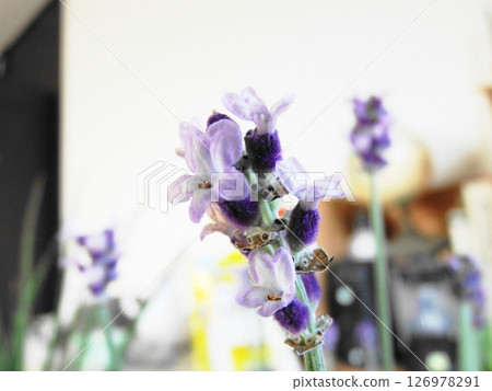 English Lavender 126978291