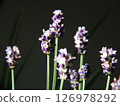 English Lavender 126978292