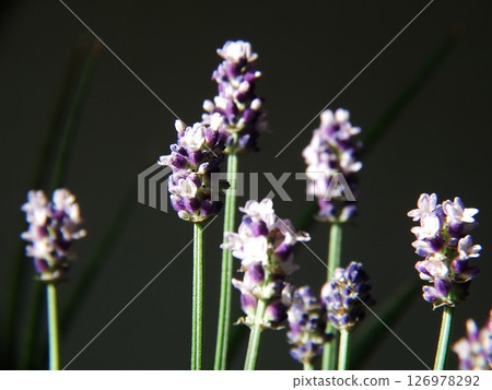 English Lavender English Lavender 126978292